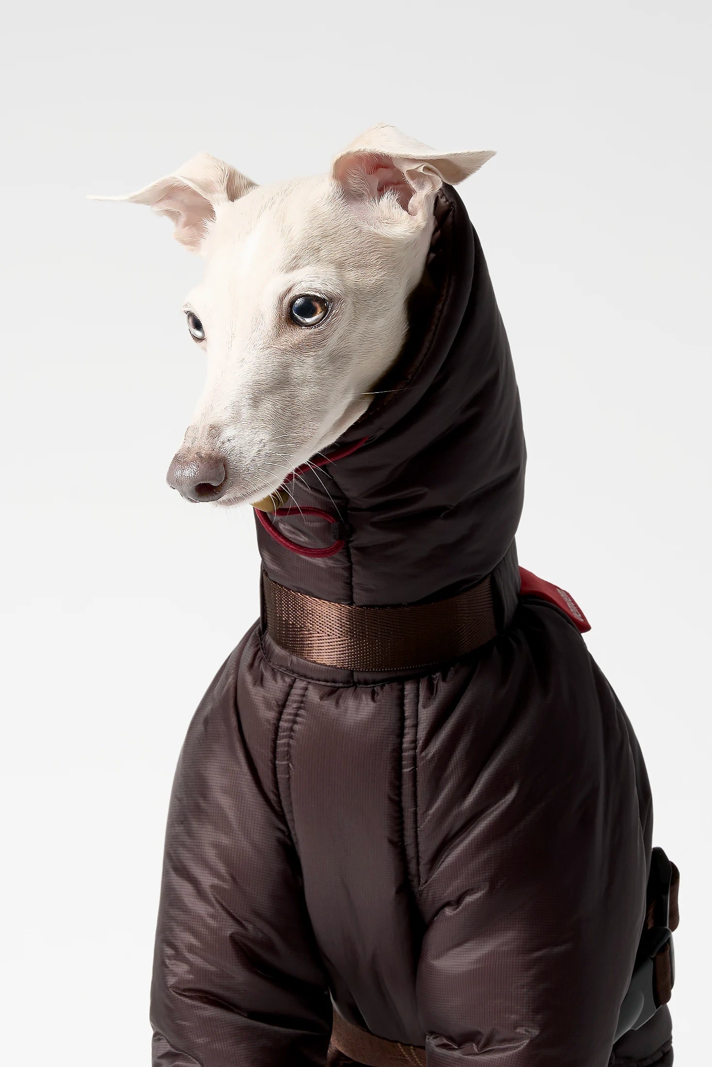 GRAVITY Super Warm Expander Pecan Noir | Italian Greyhound Coat