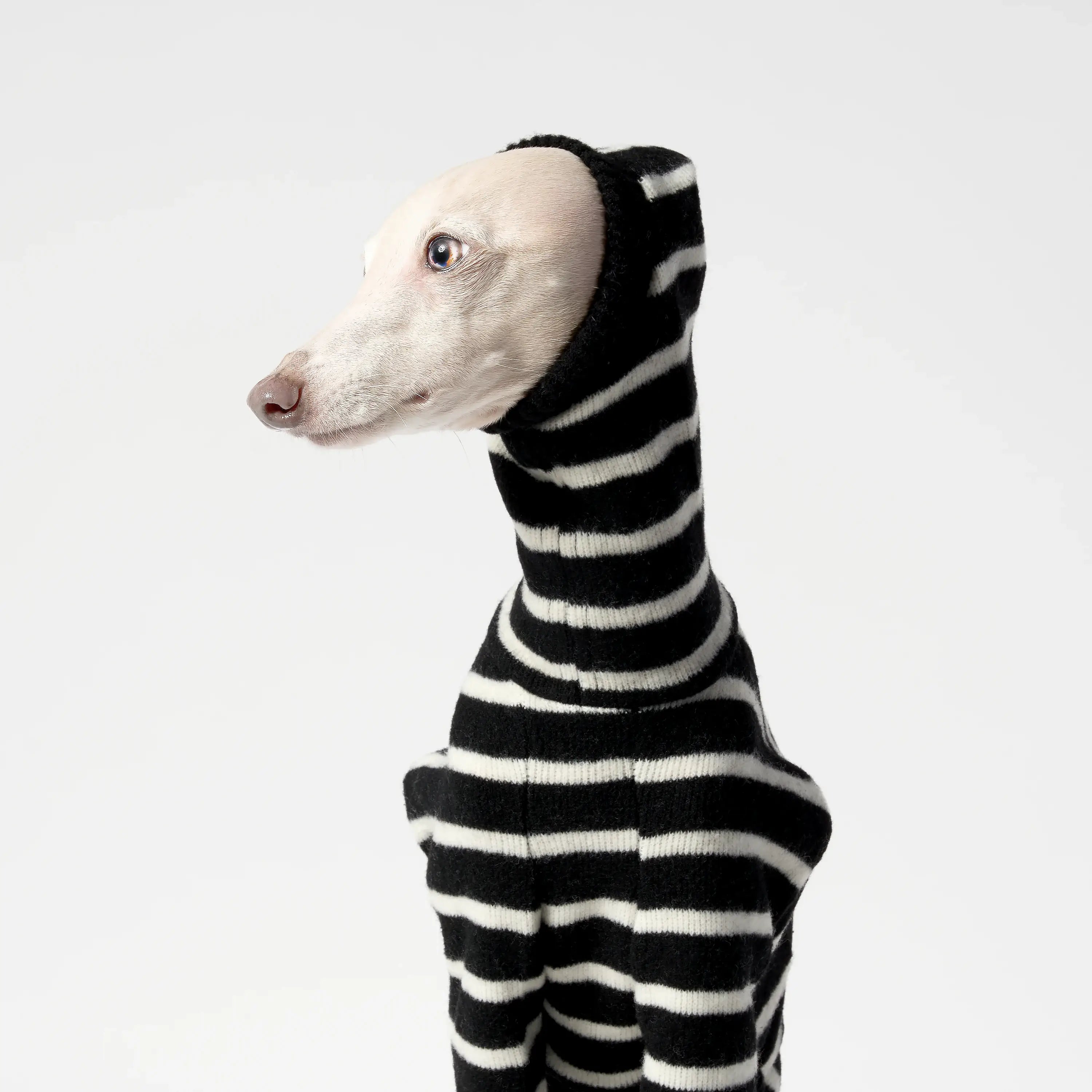 WOOLY - BALACLSUIT