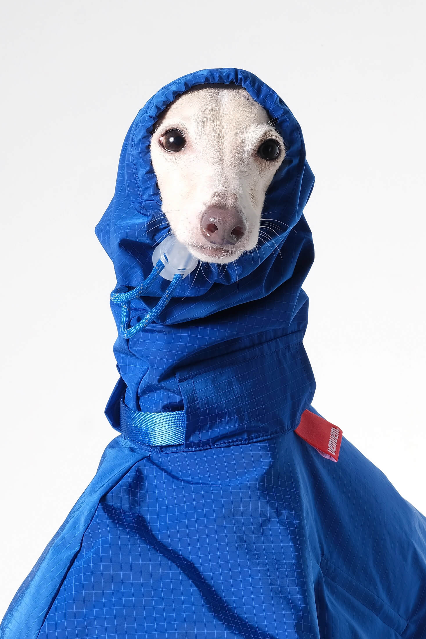 Greyhound raincoat sale with hood