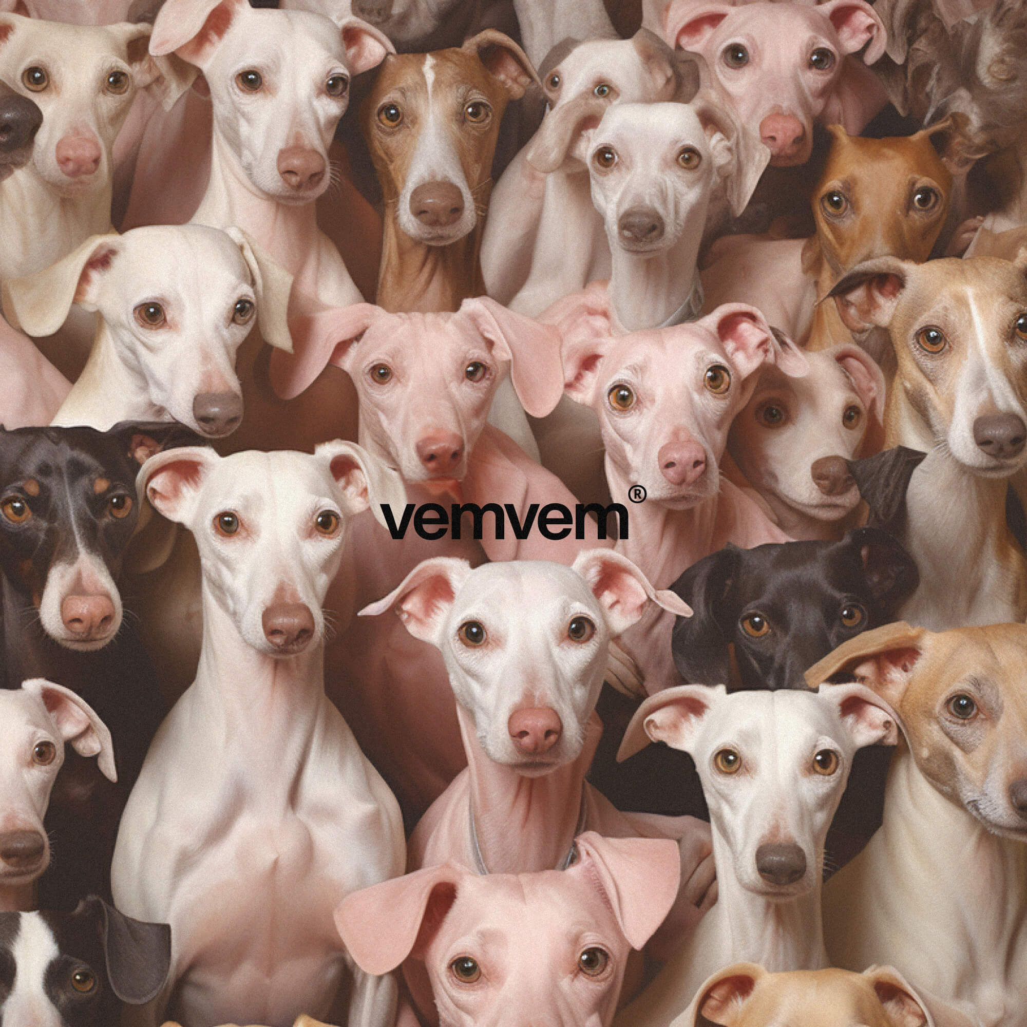 Italian Greyhounds
