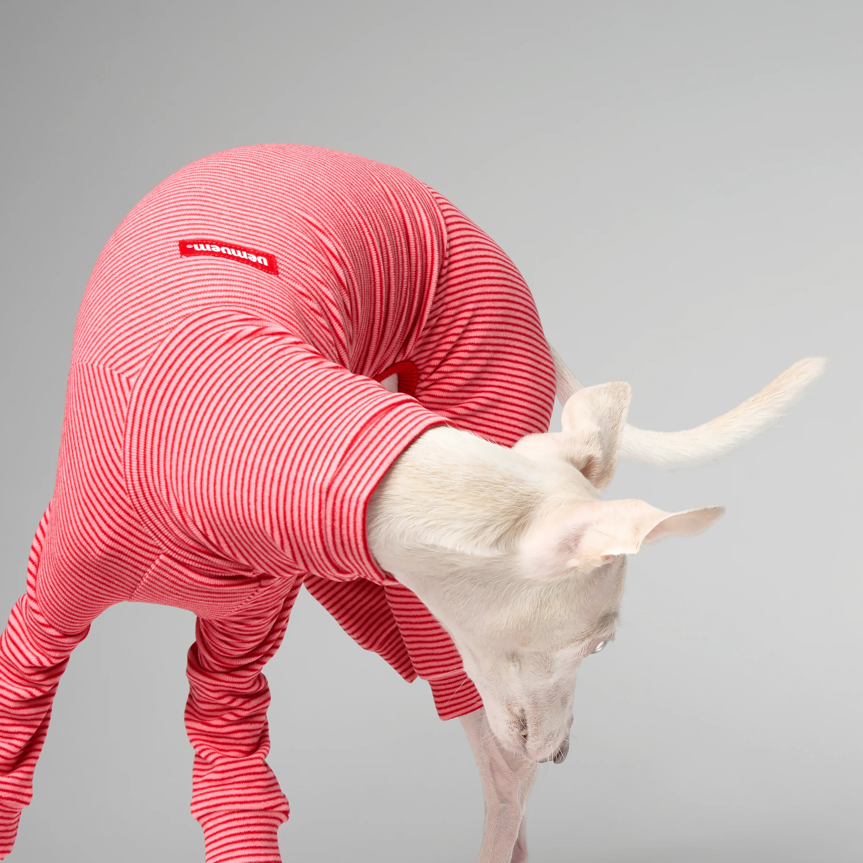 BALLET - SLIMHEAT BRUSHLY