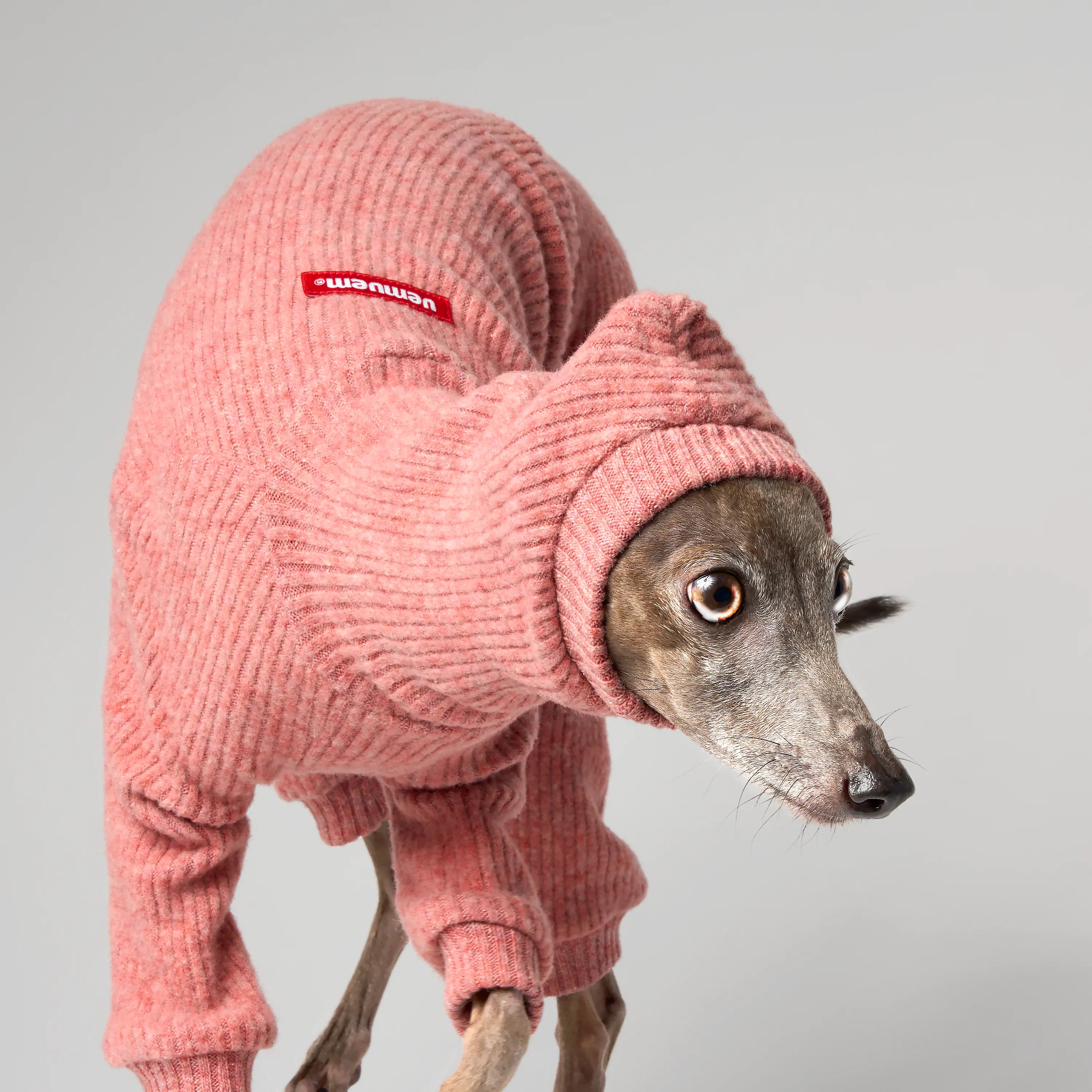 WOOLY - STRIA RIBÉ
