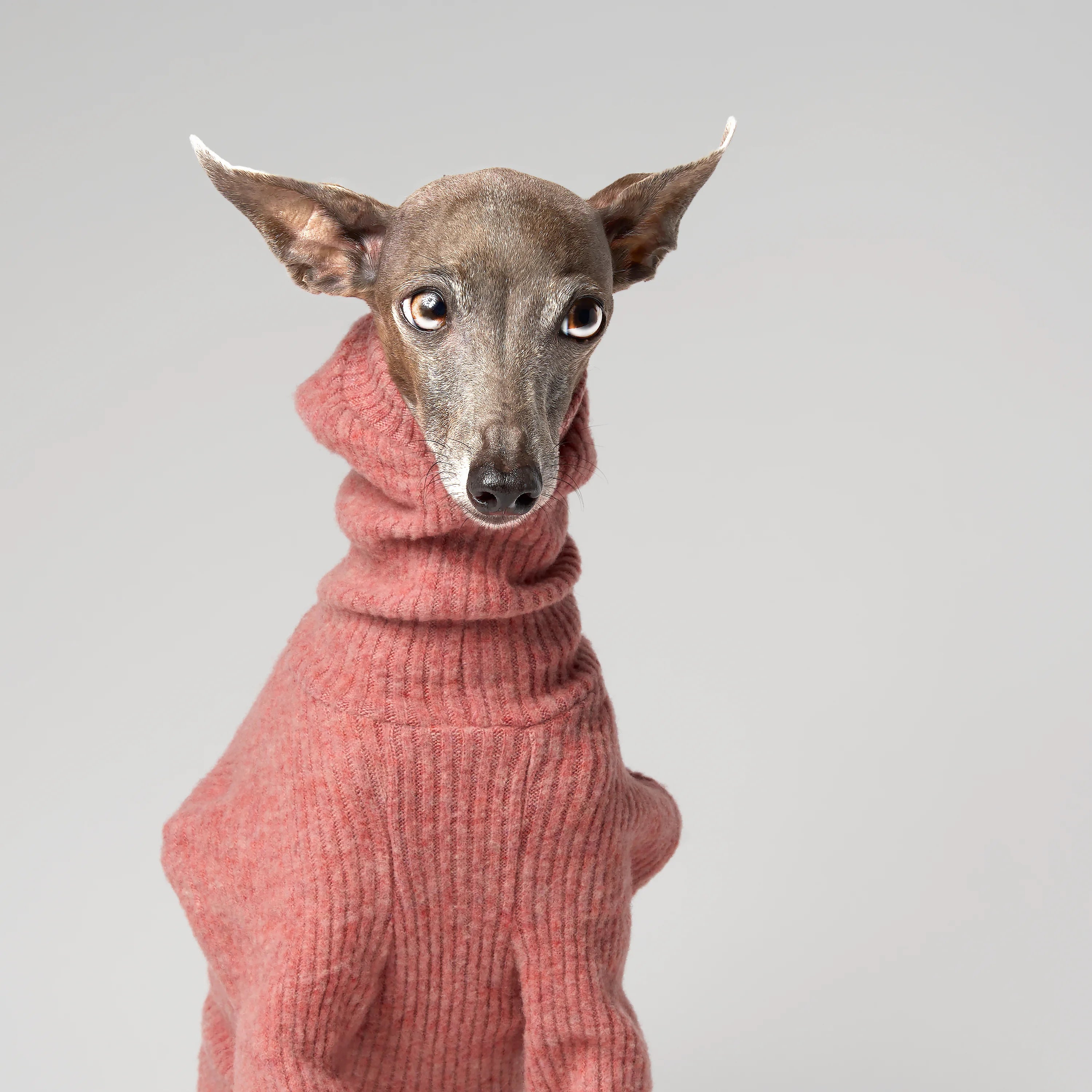 WOOLY - STRIA RIBÉ