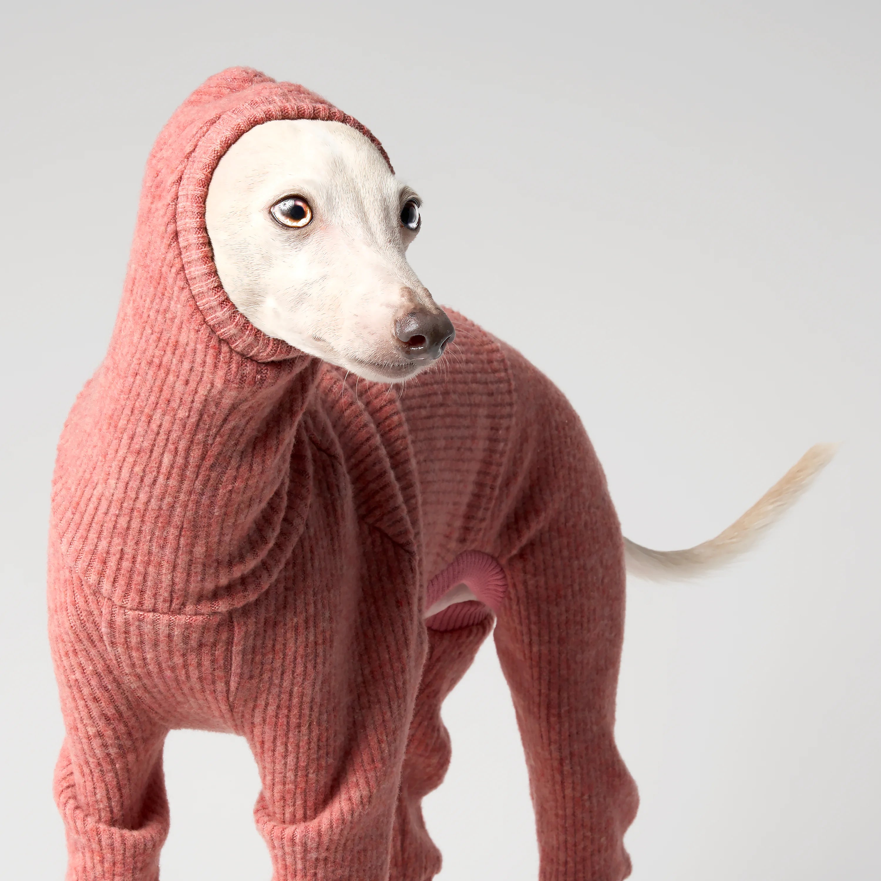 WOOLY - STRIA RIBÉ