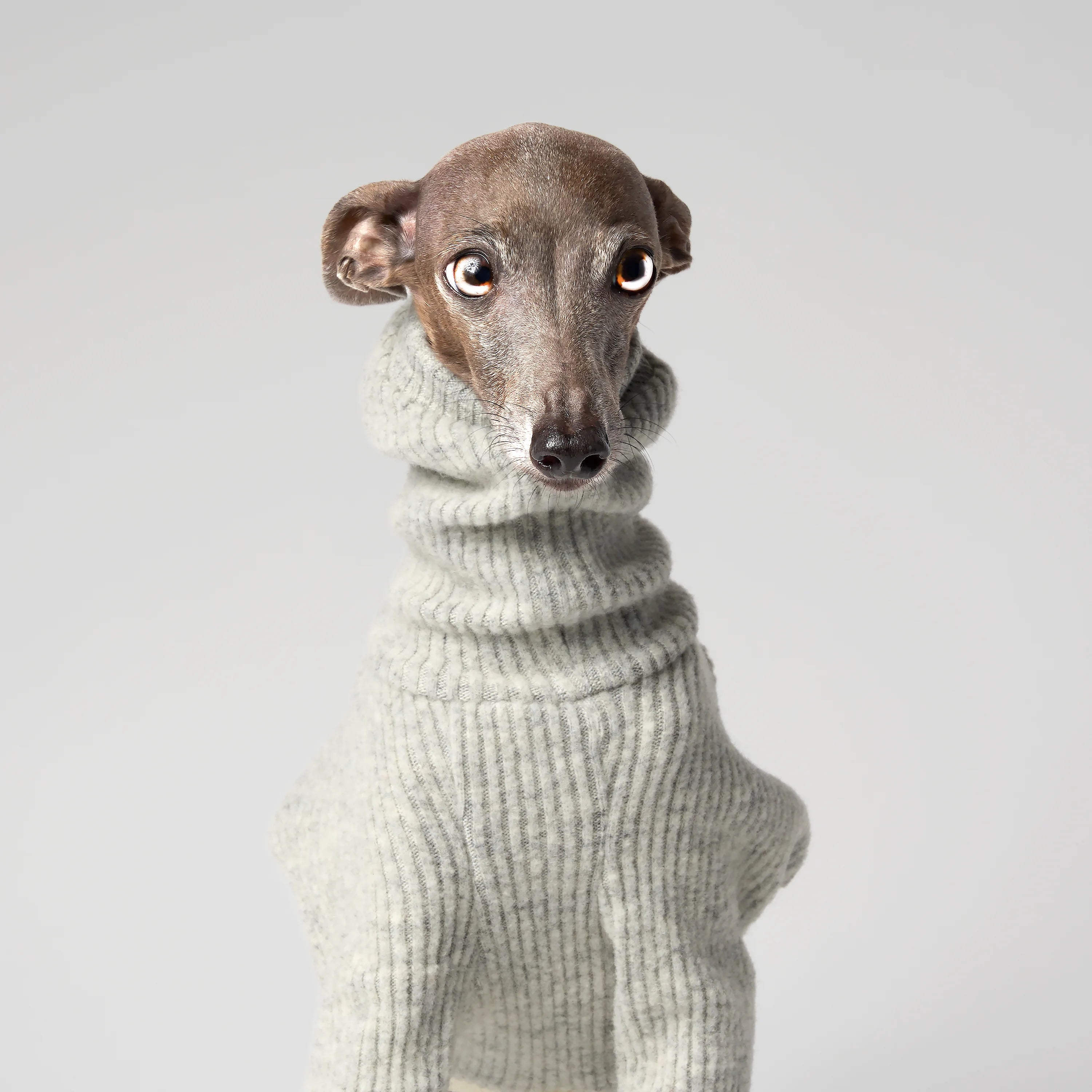 WOOLY - STRIA RIBÉ