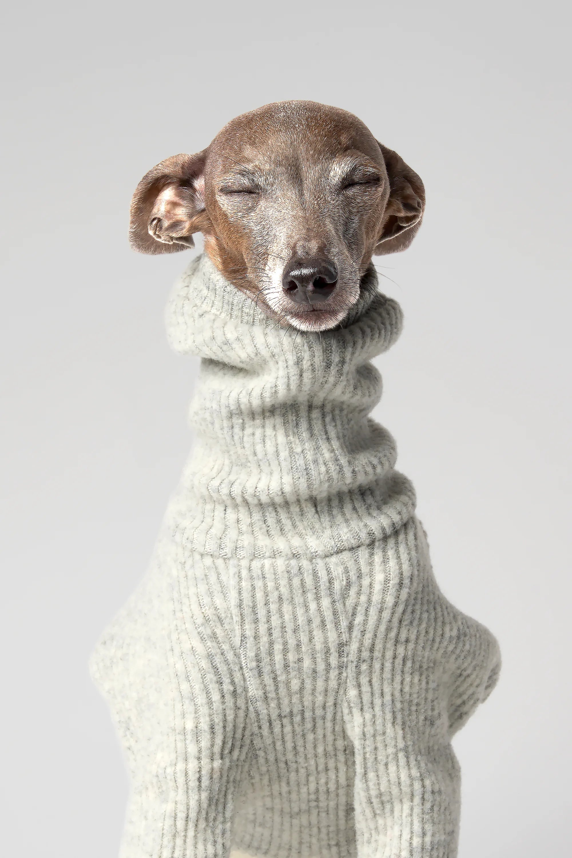 WOOLY - STRIA RIBÉ