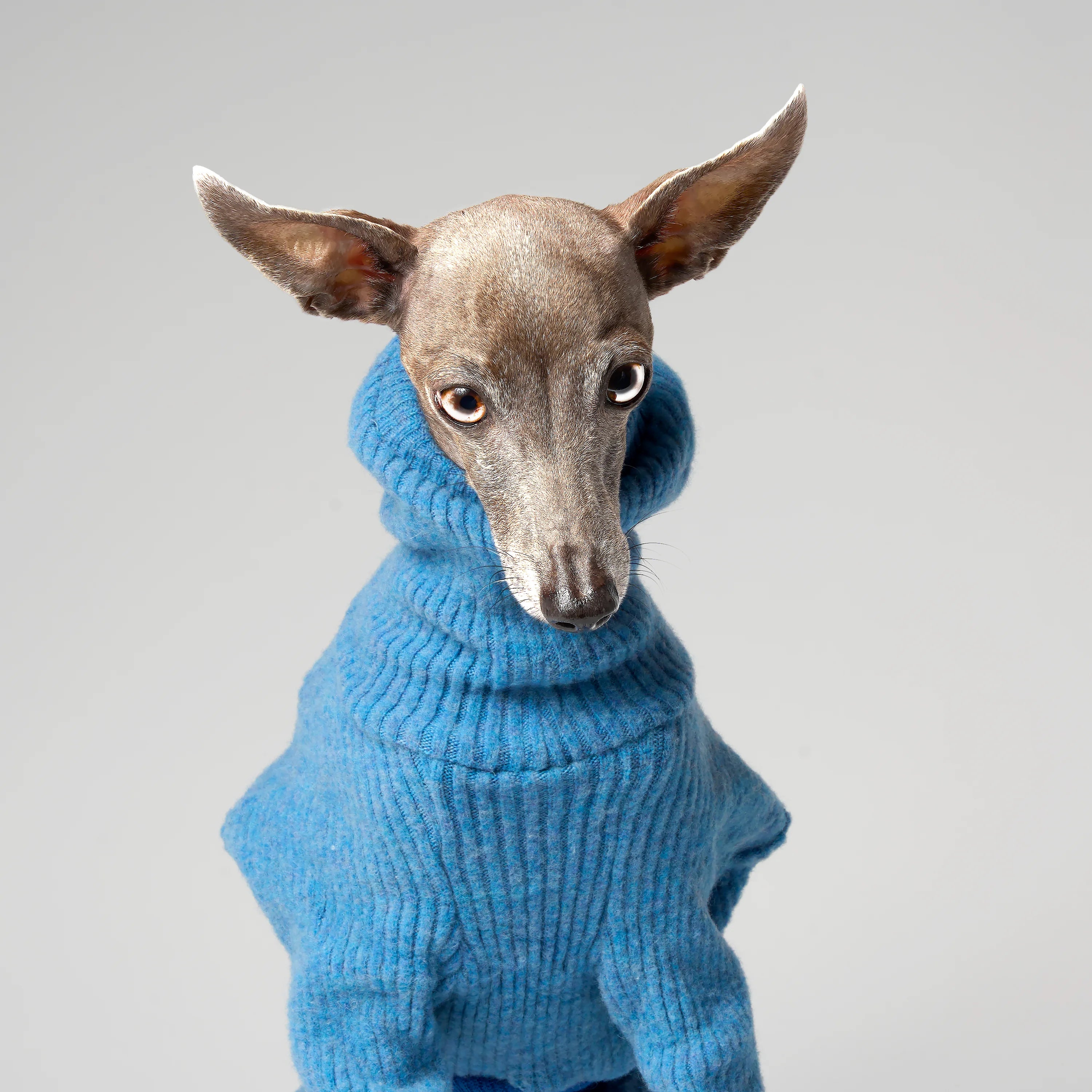 WOOLY - STRIA RIBÉ