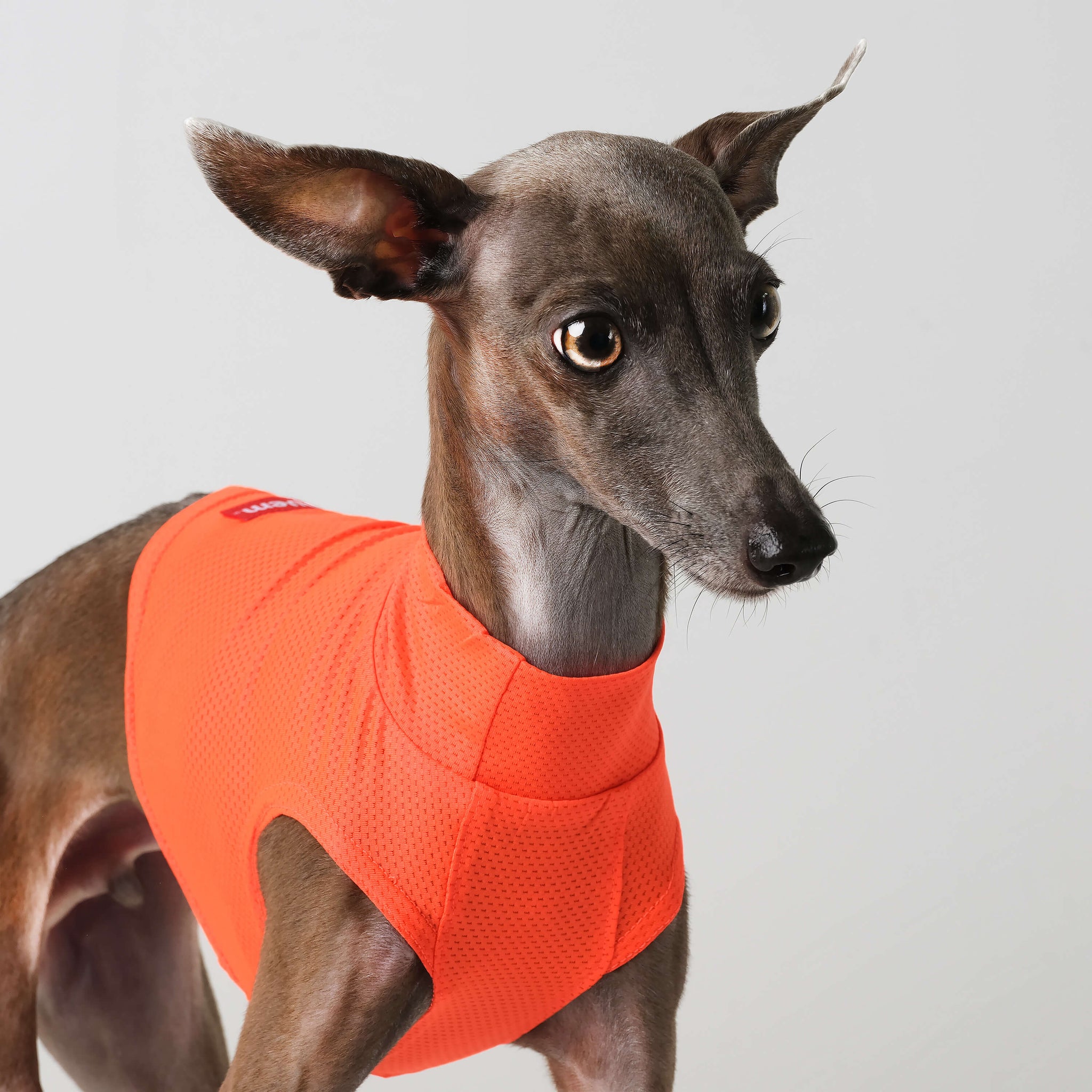 Stop Freezing! The One Layer Trick Everyone'S Missing - 51nvxea